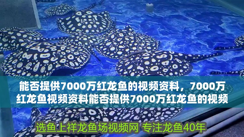 能否提供7000萬紅龍魚的視頻資料，7000萬紅龍魚視頻資料能否提供7000萬紅龍魚的視頻資料