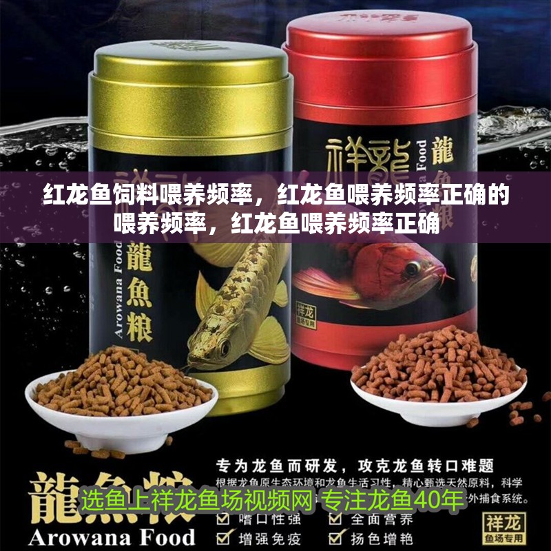 紅龍魚飼料喂養(yǎng)頻率，紅龍魚喂養(yǎng)頻率正確的喂養(yǎng)頻率，紅龍魚喂養(yǎng)頻率正確 紅龍魚飼料喂養(yǎng)頻率，紅龍魚喂養(yǎng)頻率正確的喂養(yǎng)頻率，紅龍魚喂養(yǎng)頻率正確 龍魚百科