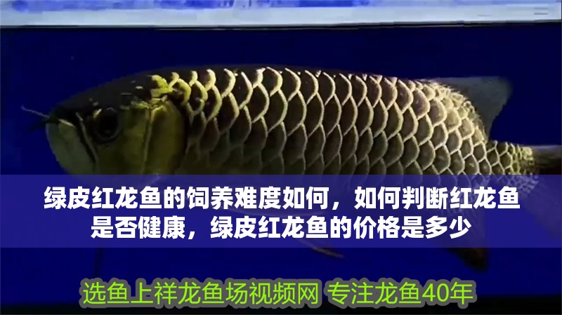 綠皮紅龍魚的飼養難度如何，如何判斷紅龍魚是否健康，綠皮紅龍魚的價格是多少 綠皮紅龍魚的飼養難度如何，如何判斷紅龍魚是否健康，綠皮紅龍魚的價格是多少 龍魚百科