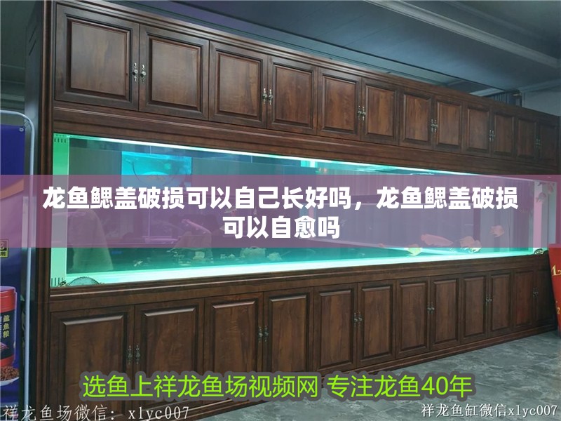 龍魚鰓蓋破損可以自己長好嗎，龍魚鰓蓋破損可以自愈嗎