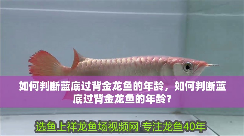 如何判斷藍底過背金龍魚的年齡，如何判斷藍底過背金龍魚的年齡？