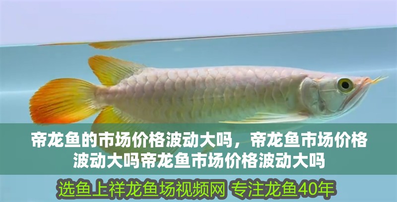 帝龍魚的市場價格波動大嗎，帝龍魚市場價格波動大嗎帝龍魚市場價格波動大嗎