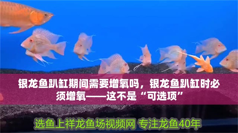 銀龍魚趴缸期間需要增氧嗎，銀龍魚趴缸時必須增氧——這不是“可選項” 銀龍魚趴缸期間需要增氧嗎，銀龍魚趴缸時必須增氧——這不是“可選項” 龍魚百科
