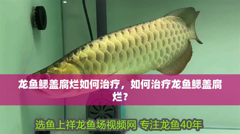 龍魚鰓蓋腐爛如何治療，如何治療龍魚鰓蓋腐爛？