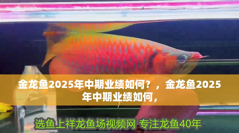金龍魚2025年中期業績如何？，金龍魚2025年中期業績如何，