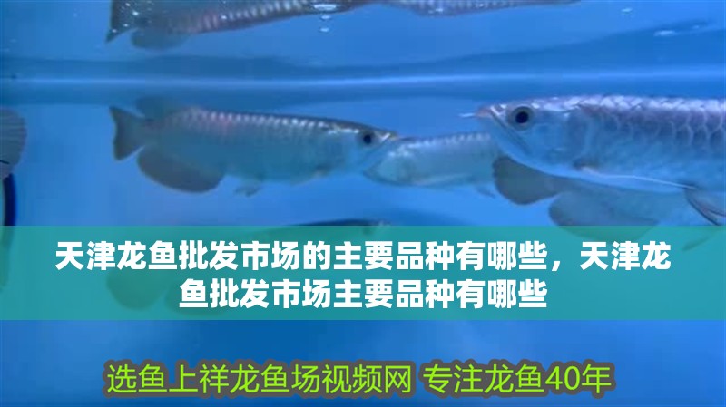 天津龍魚批發市場的主要品種有哪些，天津龍魚批發市場主要品種有哪些