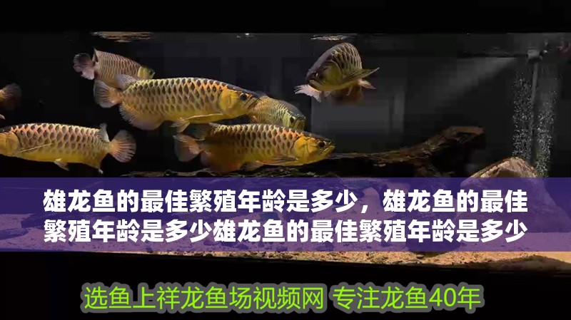 雄龍魚(yú)的最佳繁殖年齡是多少，雄龍魚(yú)的最佳繁殖年齡是多少雄龍魚(yú)的最佳繁殖年齡是多少