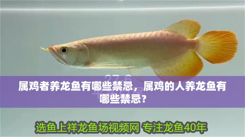屬雞者養龍魚有哪些禁忌，屬雞的人養龍魚有哪些禁忌？