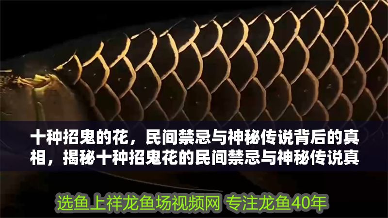 十種招鬼的花，民間禁忌與神秘傳說背后的真相，揭秘十種招鬼花的民間禁忌與神秘傳說真相 十種招鬼的花，民間禁忌與神秘傳說背后的真相，揭秘十種招鬼花的民間禁忌與神秘傳說真相 龍魚百科 第1張