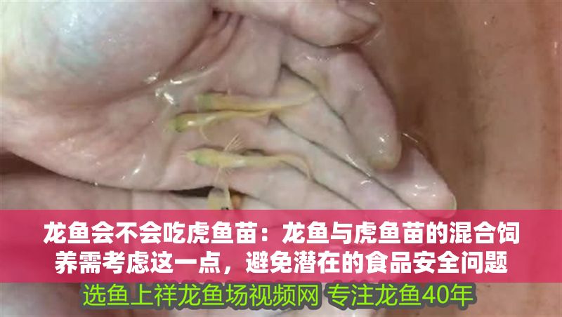 龍魚會不會吃虎魚苗：龍魚與虎魚苗的混合飼養需考慮這一點，避免潛在的食品安全問題 龍魚會不會吃虎魚苗：龍魚與虎魚苗的混合飼養需考慮這一點，避免潛在的食品安全問題 龍魚百科 第2張