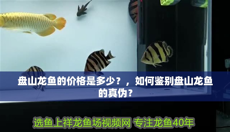 盤山龍魚的價格是多少？，如何鑒別盤山龍魚的真偽？