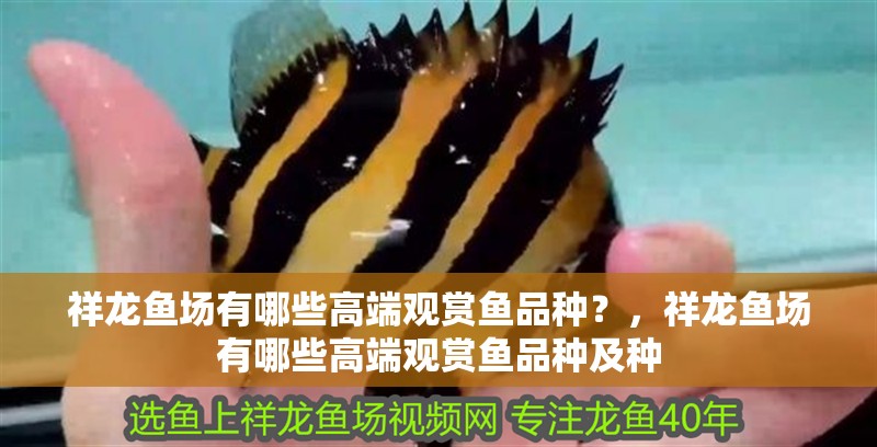 祥龍魚場有哪些高端觀賞魚品種？，祥龍魚場有哪些高端觀賞魚品種及種