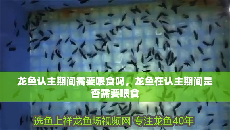 龍魚認主期間需要喂食嗎，龍魚在認主期間是否需要喂食