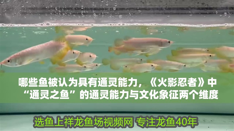 龍魚干蝦有營養嗎 哪些魚被認為具有通靈能力,《火影忍者》中“通靈之魚”的通靈能力與文化象征兩個維度 龍魚百科 哪些魚被認為具有通靈能力,《火影忍者》中“通靈之魚”的通靈能力與文化象征兩個維度 哪些魚被認為具有通靈能力,《火影忍者》中“通靈之魚”的通靈能力與文化象征兩個維度 龍魚百科