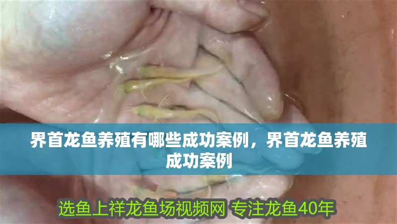<strong><mark>界首</mark></strong>龍魚養殖有哪些成功案例，<strong><mark>界首</mark></strong>龍魚養殖成功案例
