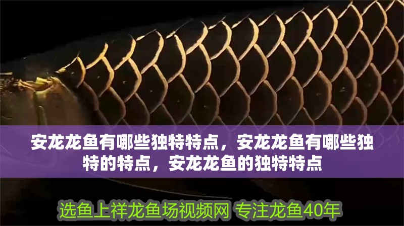 安龍龍魚有哪些獨特特點，安龍龍魚有哪些獨特的特點，安龍龍魚的獨特特點