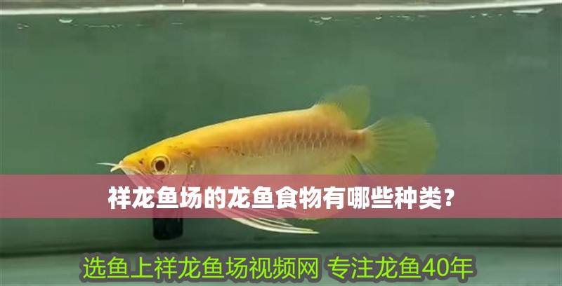 祥龍魚場的龍魚食物有哪些種類？