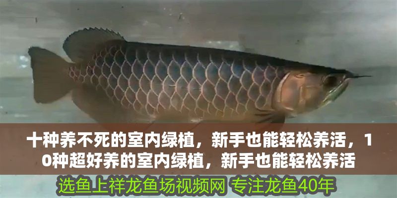 十種養(yǎng)不死的室內(nèi)綠植，新手也能輕松養(yǎng)活，10種超好養(yǎng)的室內(nèi)綠植，新手也能輕松養(yǎng)活