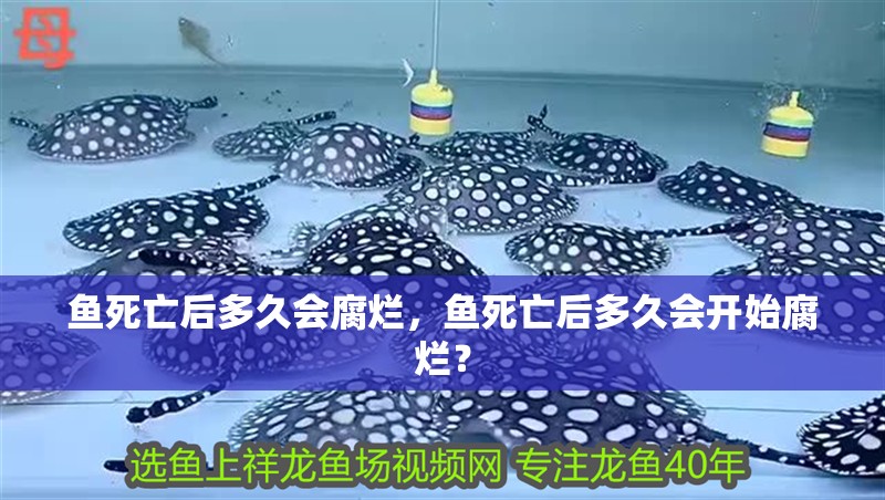 魚死亡后多久會腐爛，魚死亡后多久會開始腐爛？