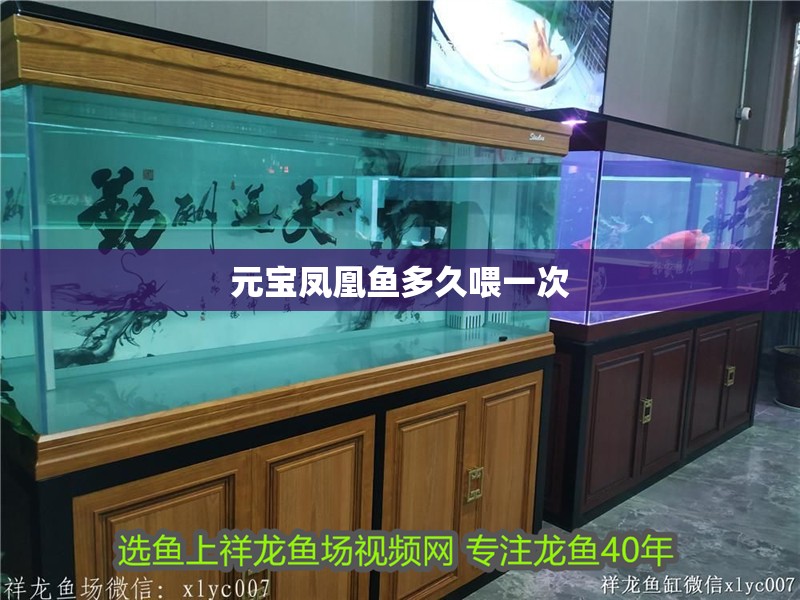 元寶鳳凰魚多久喂一次