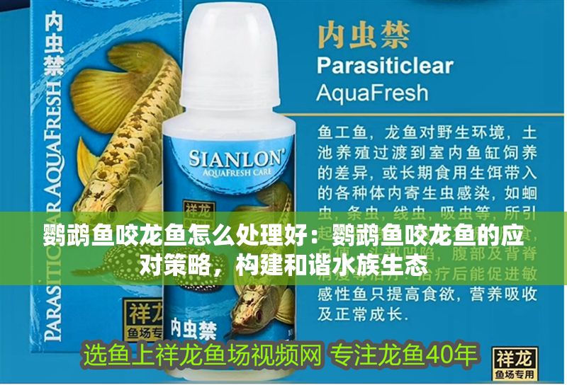 鸚鵡魚咬龍魚怎么處理好：鸚鵡魚咬龍魚的應對策略，構(gòu)建和諧水族生態(tài)