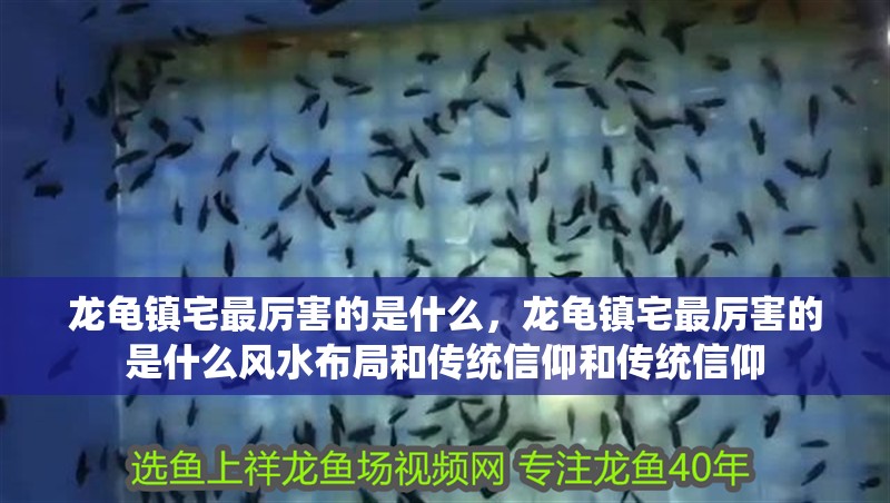 龍龜鎮(zhèn)宅最厲害的是什么，龍龜鎮(zhèn)宅最厲害的是什么風(fēng)水布局和傳統(tǒng)信仰和傳統(tǒng)信仰