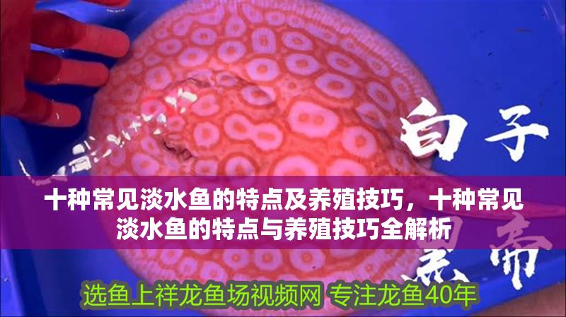 十種常見淡水魚的特點及養殖技巧，十種常見淡水魚的特點與養殖技巧全解析 十種常見淡水魚的特點及養殖技巧，十種常見淡水魚的特點與養殖技巧全解析 龍魚百科 第1張