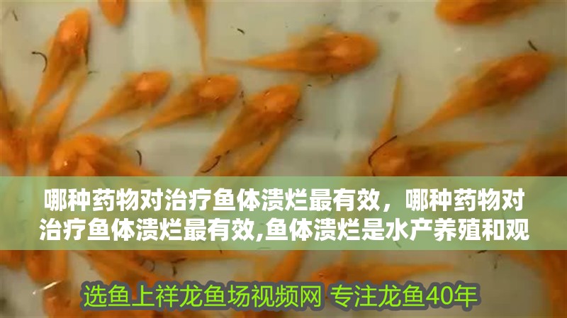 哪種藥物對治療魚體潰爛最有效，哪種藥物對治療魚體潰爛最有效,魚體潰爛是水產養殖和觀賞魚飼養中常見的嚴重病癥