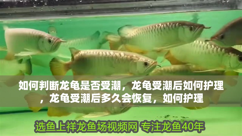 如何判斷龍龜是否受潮，龍龜受潮后如何護理，龍龜受潮后多久會恢復，如何護理