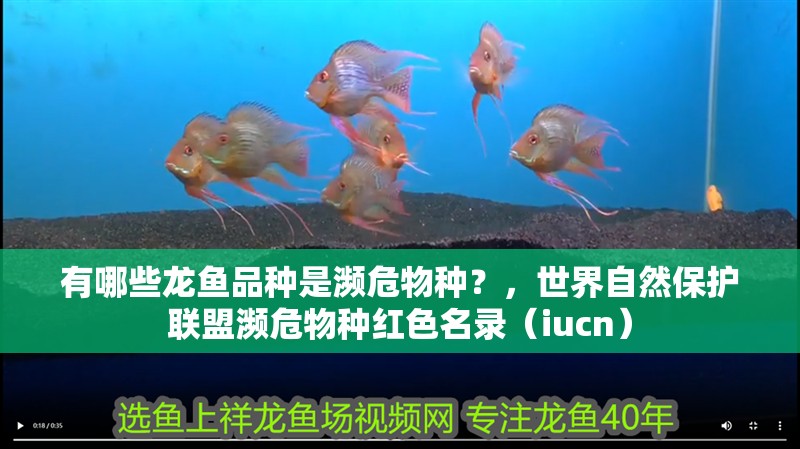 有哪些龍魚品種是瀕危物種？，世界自然保護聯盟瀕危物種紅色名錄（iucn）