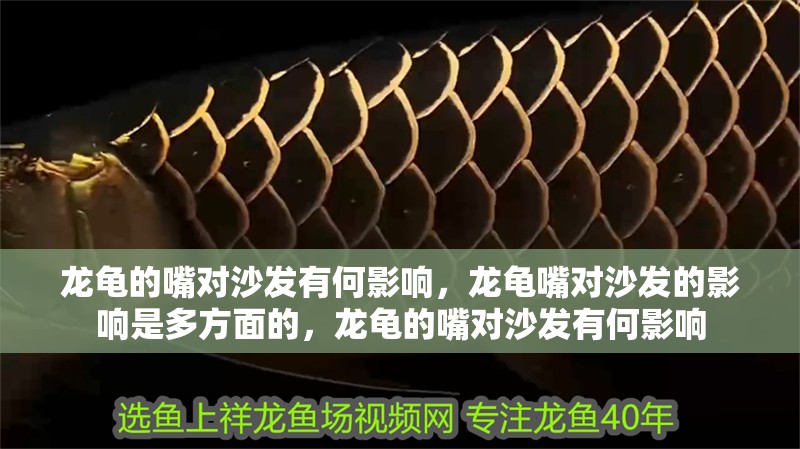 龍龜的嘴對沙發有何影響，龍龜嘴對沙發的影響是多方面的，龍龜的嘴對沙發有何影響