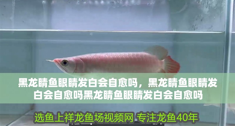 黑龍睛魚眼睛發白會自愈嗎，黑龍睛魚眼睛發白會自愈嗎黑龍睛魚眼睛發白會自愈嗎