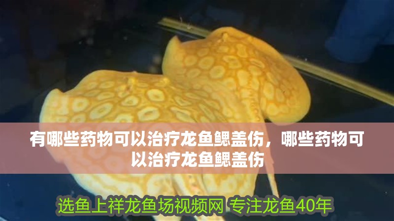 有哪些藥物可以治療龍魚鰓蓋傷，哪些藥物可以治療龍魚鰓蓋傷