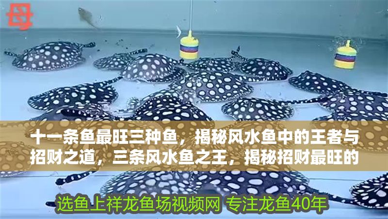 十一條魚最旺三種魚，揭秘風水魚中的王者與招財之道，三條風水魚之王，揭秘招財最旺的十一條魚