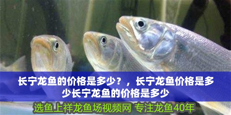 長(zhǎng)寧龍魚的價(jià)格是多少？，長(zhǎng)寧龍魚價(jià)格是多少長(zhǎng)寧龍魚的價(jià)格是多少