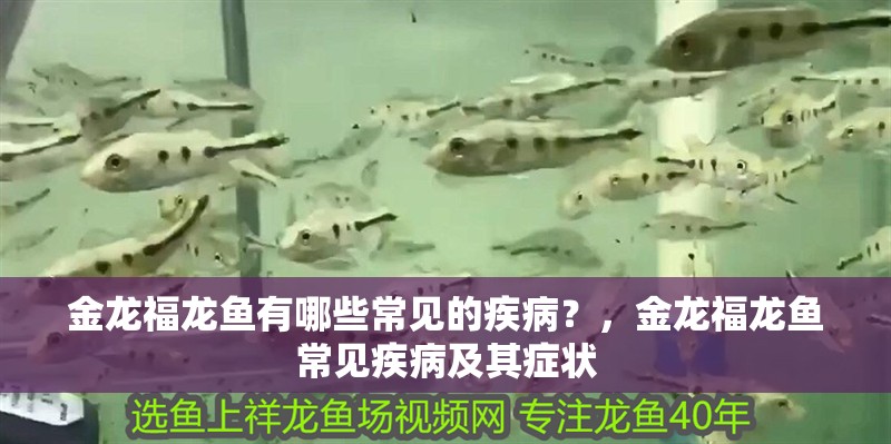 金龍福龍魚有哪些常見的疾病？，金龍福龍魚常見疾病及其癥狀