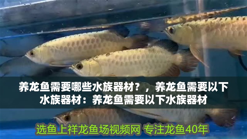 養龍魚需要哪些水族器材？，養龍魚需要以下水族器材：養龍魚需要以下水族器材
