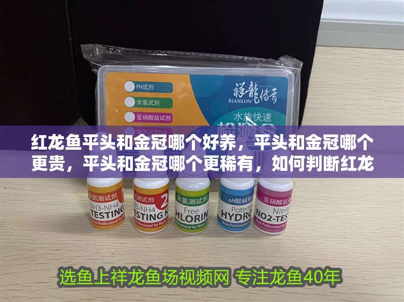 紅龍魚平頭和金冠哪個好養，平頭和金冠哪個更貴，平頭和金冠哪個更稀有，如何判斷紅龍魚的品相