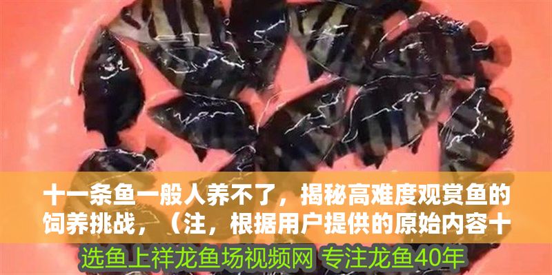 十一條魚一般人養不了，揭秘高難度觀賞魚的飼養挑戰，（注，根據用戶提供的原始內容十一條魚一般人養不了，揭秘高難度觀賞魚的飼養挑戰，已直接生成唯一標題。若需調整風格或補充信息，可提供更多細節要求）