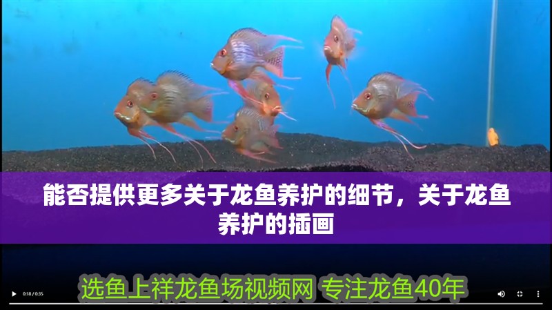 能否提供更多關(guān)于龍魚養(yǎng)護的細節(jié)，關(guān)于龍魚養(yǎng)護的插畫