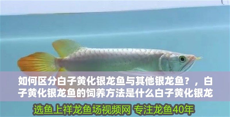 如何區分白子黃化銀龍魚與其他銀龍魚？，白子黃化銀龍魚的飼養方法是什么白子黃化銀龍魚的價格是多少