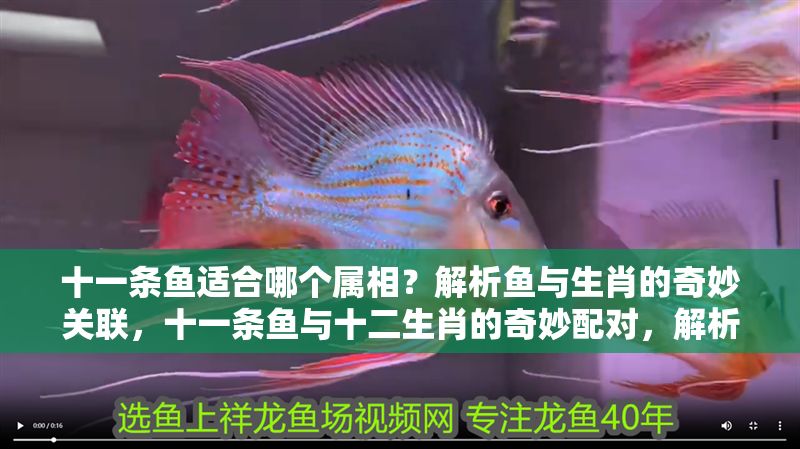 十一條魚適合哪個屬相？解析魚與生肖的奇妙關(guān)聯(lián)，十一條魚與十二生肖的奇妙配對，解析最適合的屬相