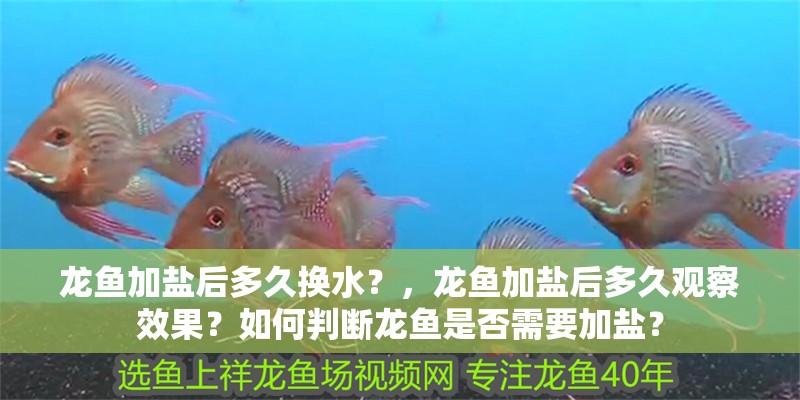 龍魚加鹽后多久換水？，龍魚加鹽后多久觀察效果？如何判斷龍魚是否需要加鹽？ 龍魚加鹽后多久換水？，龍魚加鹽后多久觀察效果？如何判斷龍魚是否需要加鹽？ 龍魚百科