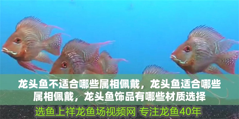龍頭魚不適合哪些屬相佩戴，龍頭魚適合哪些屬相佩戴，龍頭魚飾品有哪些材質選擇