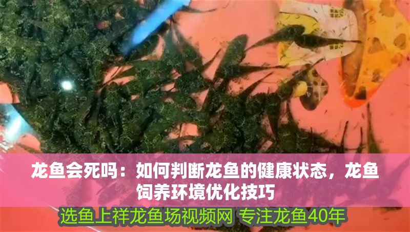 龍魚會死嗎：如何判斷龍魚的健康狀態(tài)，龍魚飼養(yǎng)環(huán)境優(yōu)化技巧
