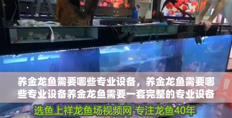 養金龍魚需要哪些專業設備，養金龍魚需要哪些專業設備養金龍魚需要一套完整的專業設備系統