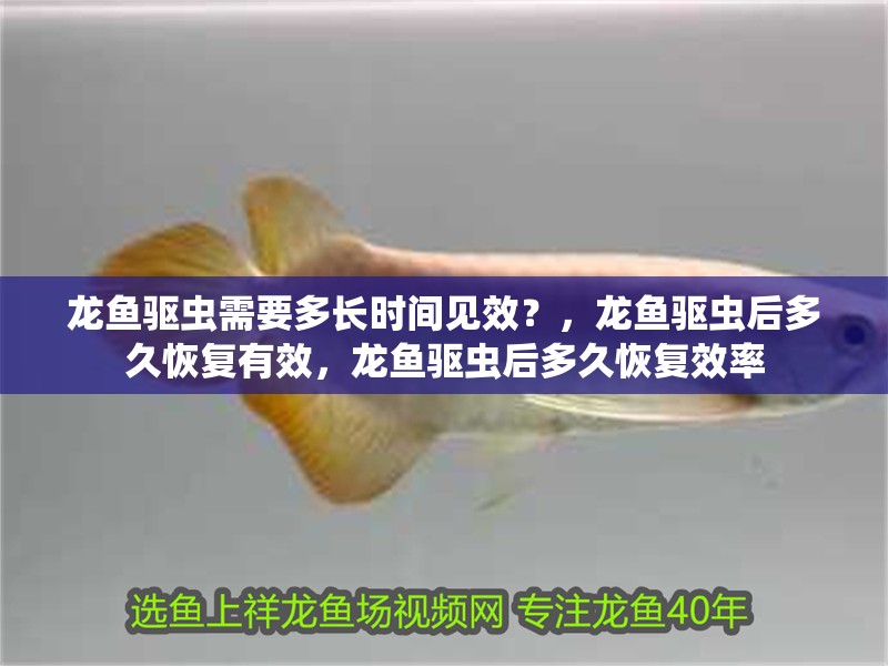 龍魚驅蟲需要多長時間見效？，龍魚驅蟲后多久恢復有效，龍魚驅蟲后多久恢復效率