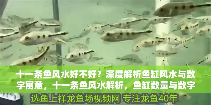 十一條魚風水好不好？深度解析魚缸風水與數字寓意，十一條魚風水解析，魚缸數量與數字寓意全揭秘