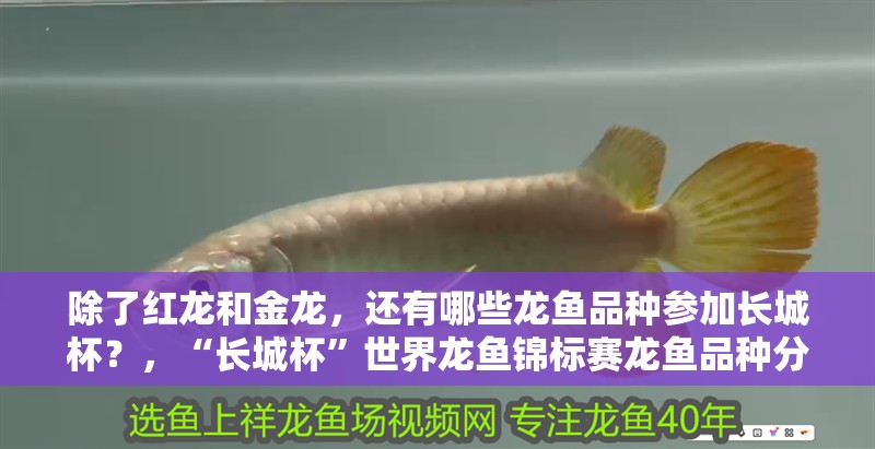除了紅龍和金龍，還有哪些龍魚品種參加長城杯？，“長城杯”世界龍魚錦標賽龍魚品種分類表，過背金龍 除了紅龍和金龍，還有哪些龍魚品種參加長城杯？，“長城杯”世界龍魚錦標賽龍魚品種分類表，過背金龍 龍魚百科