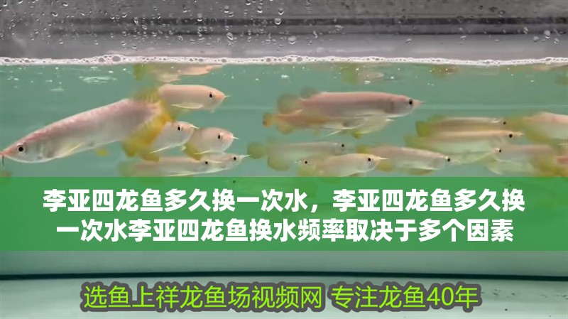 李亞四龍魚多久換一次水，李亞四龍魚多久換一次水李亞四龍魚換水頻率取決于多個因素